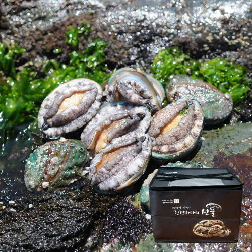 [바른전복] 완도 활전복 중전복 14-15미 1kg 선물세트 (부직포)