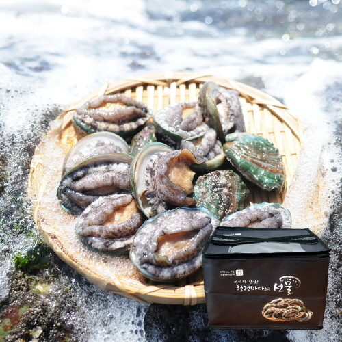 [바른전복] 완도 활전복 중전복 12-13미 1kg 선물세트 (부직포)